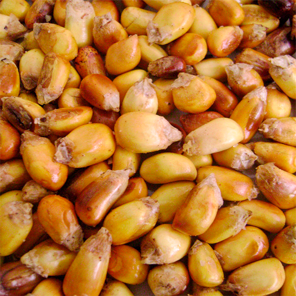 RestoMarket - MAIZ TOSTADO PERUANO CANCHITA 1 KG